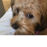 Rosie the dog