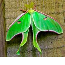 Chiill Moths