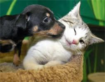 pet and animal lovers group
