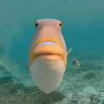 The deep ocean club