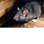 rat mouse fan club