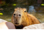 Capyland (land of capybaras)