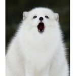 Angry Arctic fox Fan club
