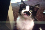 Milo The Cat Squad