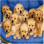 We love puppies!!