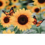 Ellie’s sunshine’s