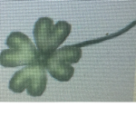 •Sams Clovers•