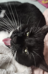 Jackie's Cat's