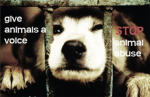 Stop Animal Abuse Now!