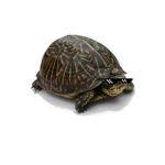 Turtle People International