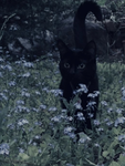 ..Aesthetic Cats..