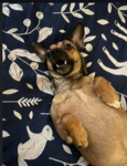 the mabel (my dog) fan group