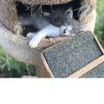 Cat Champs