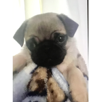 Pug party hangout