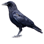 OfficailTeamCrow