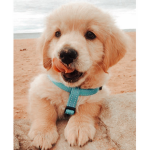 #dogs#