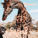 -.+ safari +.-