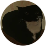 A Cat