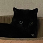 meowCAT고양이