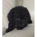 Puppy’s are Angels