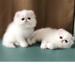 little tiny kittens