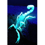 The scorpions revenge!!
