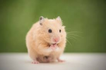 Hamster camp
