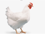 AM CHICKEN!