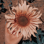 •Sunflower Club•