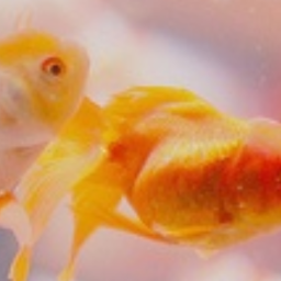 🐠
