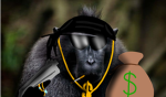Big Money Monkey Experiences