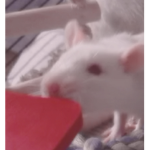 Rat Clothingz