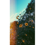 ~Dreamerz~