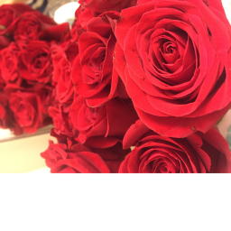 rose gaming yt’s clothing shop