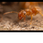 Ants Hakcney studios!