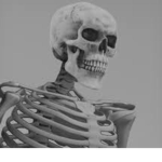 The skeletal alliance