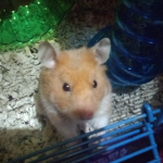 l love hamster
