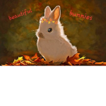 Bunnies bunnys