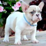 french bulldogs