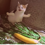 cat and banana