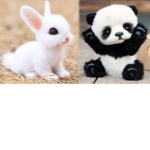 panda rabbits!