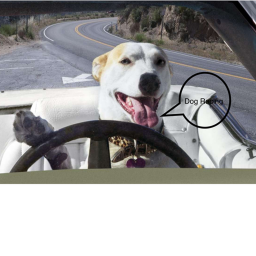 Dog race