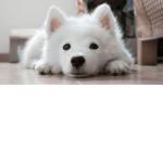 ko vo :3