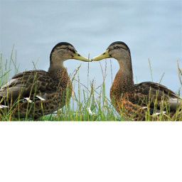 Double Ducky Twins Hangout Place