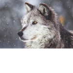lonewolf group join up