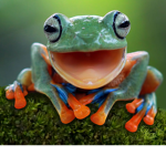 frogs r swag