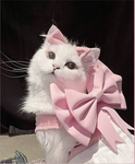 Sweet kitty's