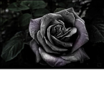 Dark Rose Clothing Group