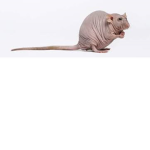 Cult of the Ratz