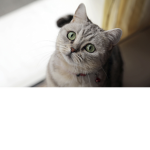 Cats like pizza!!!!